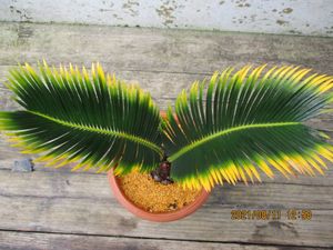 黄金ソテツのヤフオク の相場 価格を見る ヤフオク の黄金ソテツのオークション売買情報は16件が掲載されています