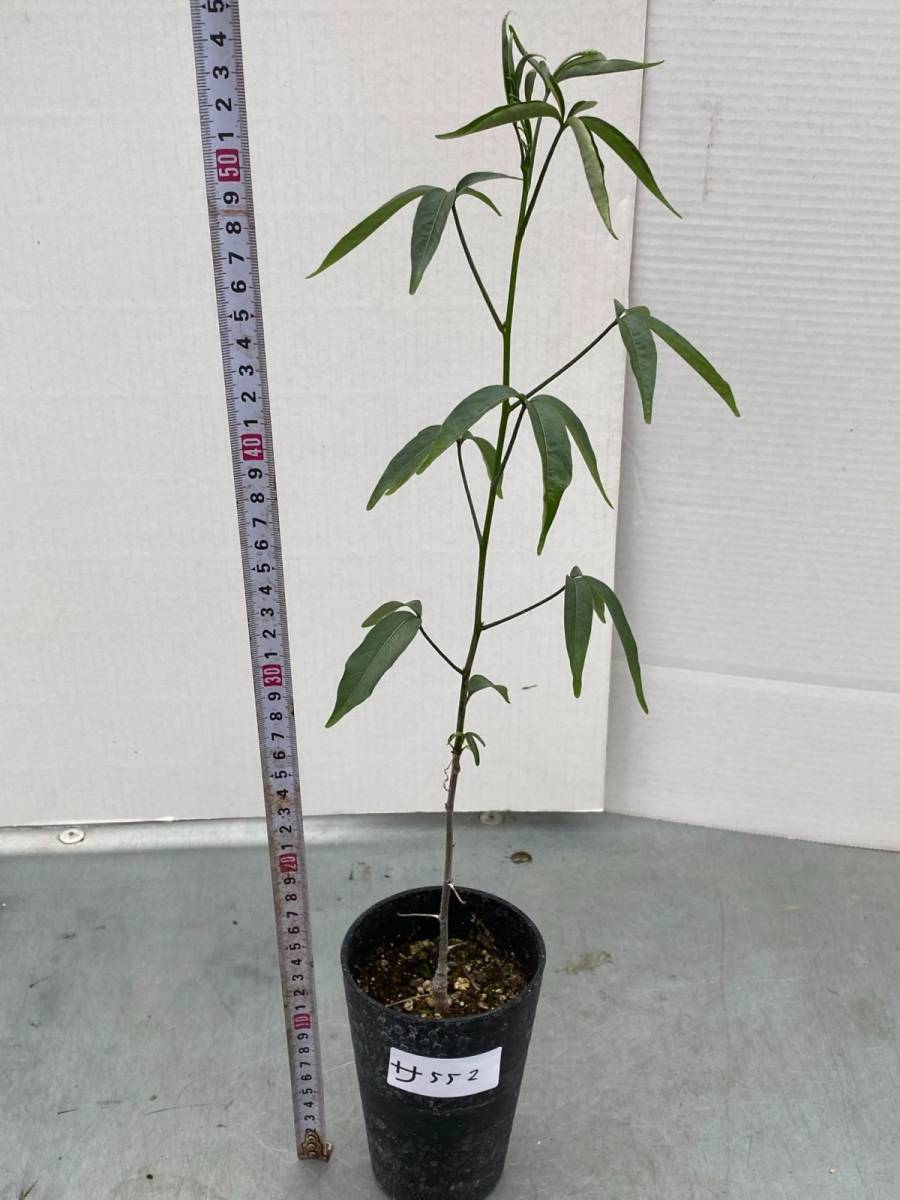 サ552 塊根植物 実生 アダンソニア 詳細品種不明 バオバブ 種から発芽 発根 Adansonia 観葉植物 売買されたオークション情報 Yahooの商品情報をアーカイブ公開 オークファン Aucfan Com