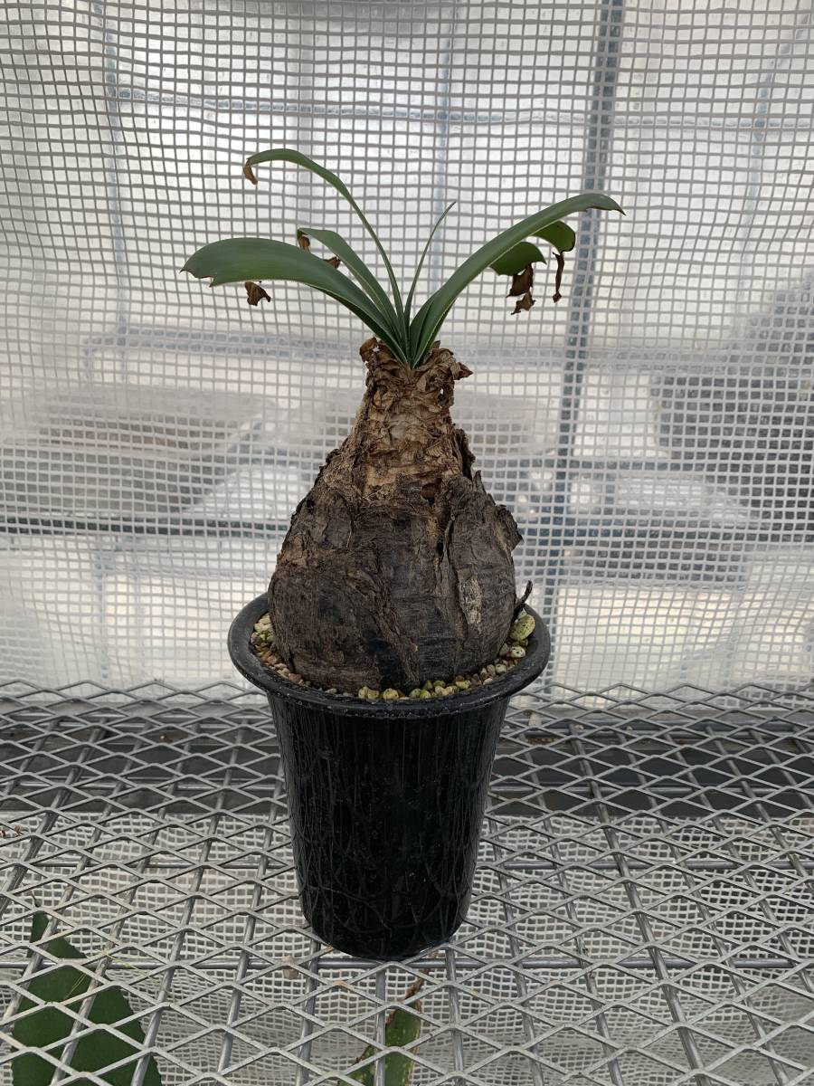 メ363 【塊根植物・実生】オペルクリカリア パキプス【2年株・種から