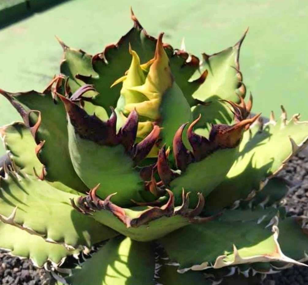 5 多肉植物 アガベ チタノタ 赤猫 極上株 大子株 【公式通販】