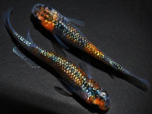 月華 めだかのヤフオク の相場 価格を見る ヤフオク の月華 めだかのオークション売買情報は377件が掲載されています