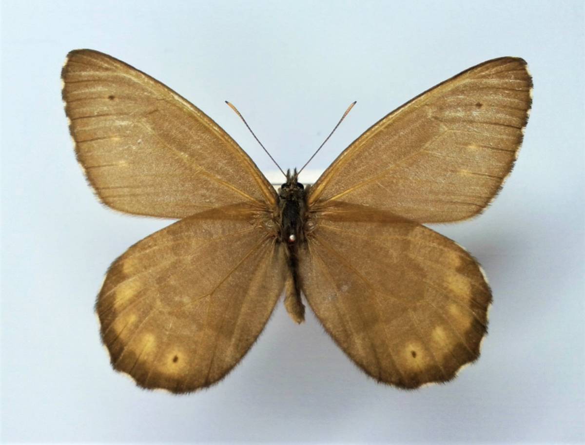 蝶 標本 オオタカネヒカゲ Oeneis magna ♂ SAKHALIN | 大人気，本物保証 -