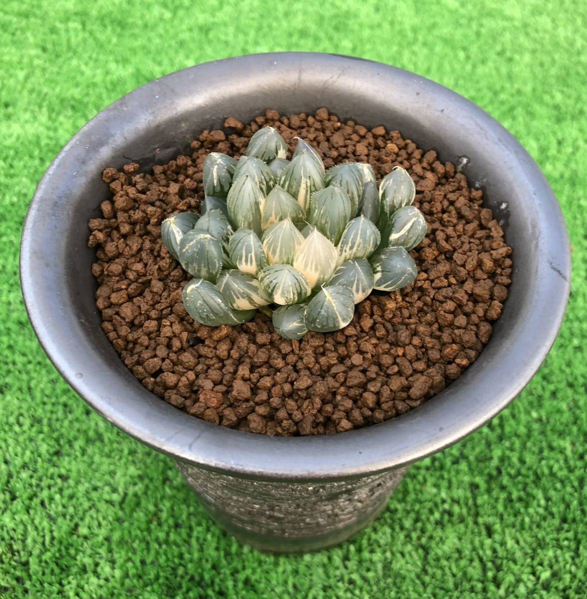 台湾ブラックオブツーサ錦 糊斑 ☆ ハオルチア ☆ 多肉植物 ハオルチア