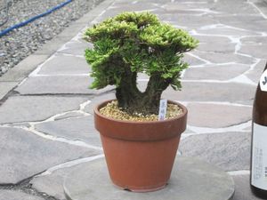 イワヒバのヤフオク の相場 価格を見る ヤフオク のイワヒバのオークション売買情報は0件が掲載されています