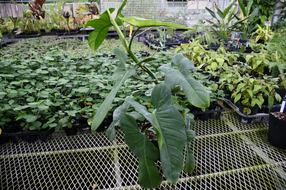 フィロデンドロン ヘブンリードリーム(Philodendron Heavenly dream