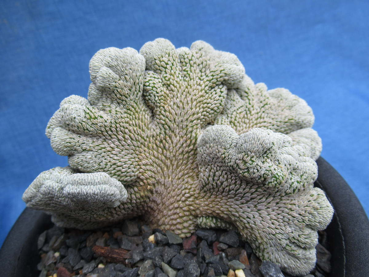 新作が登場 サボテン多肉植物 精巧丸綴化 【公式通販】