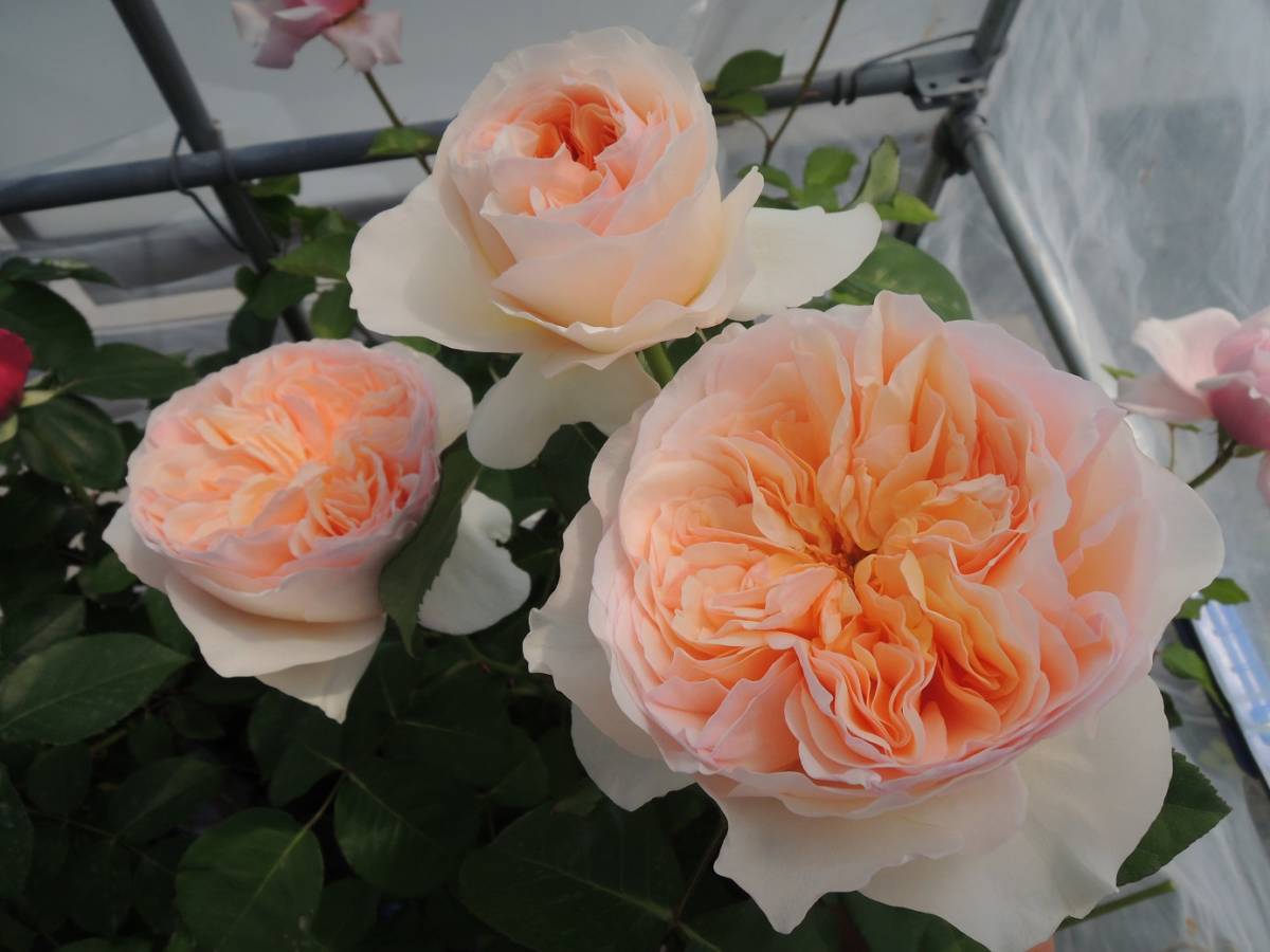 レア・人気切り花種・反り返る花弁＊グリーンミントティー挿し木大きめ