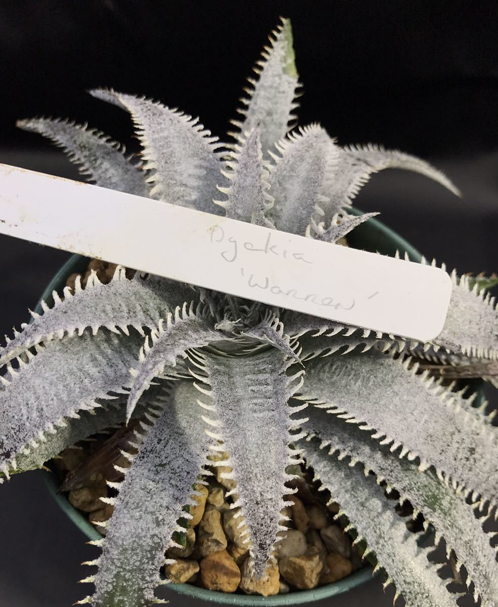 ディッキア Dyckia 'Warren' ワレン Bill Baker's hybrid from Bryan