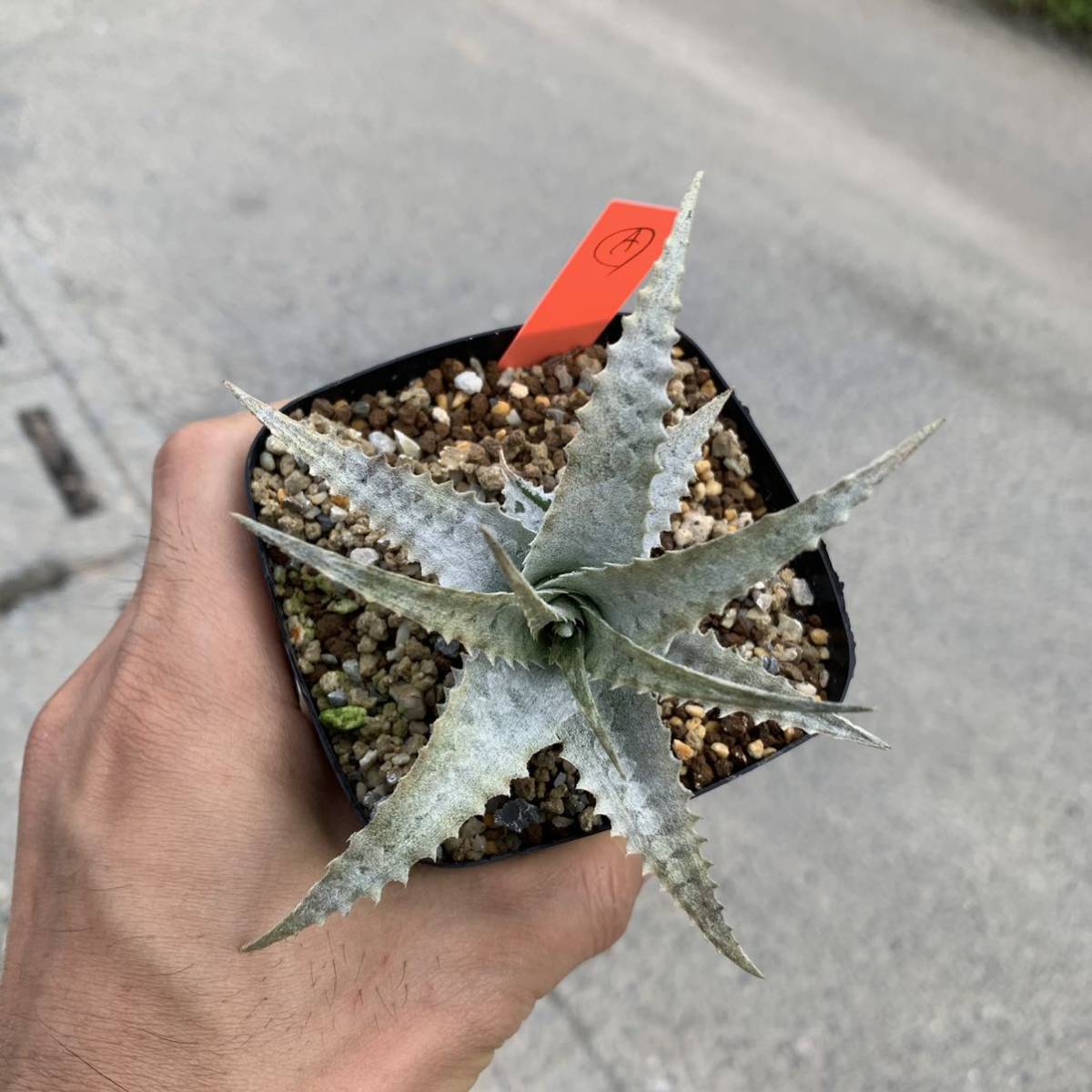 ラスト　Forzzaea warasii 旧 Cryptanthus warasii クリプタンサス ワラシー 発根済み　A（観葉植物、多肉植物、ブロメリア）