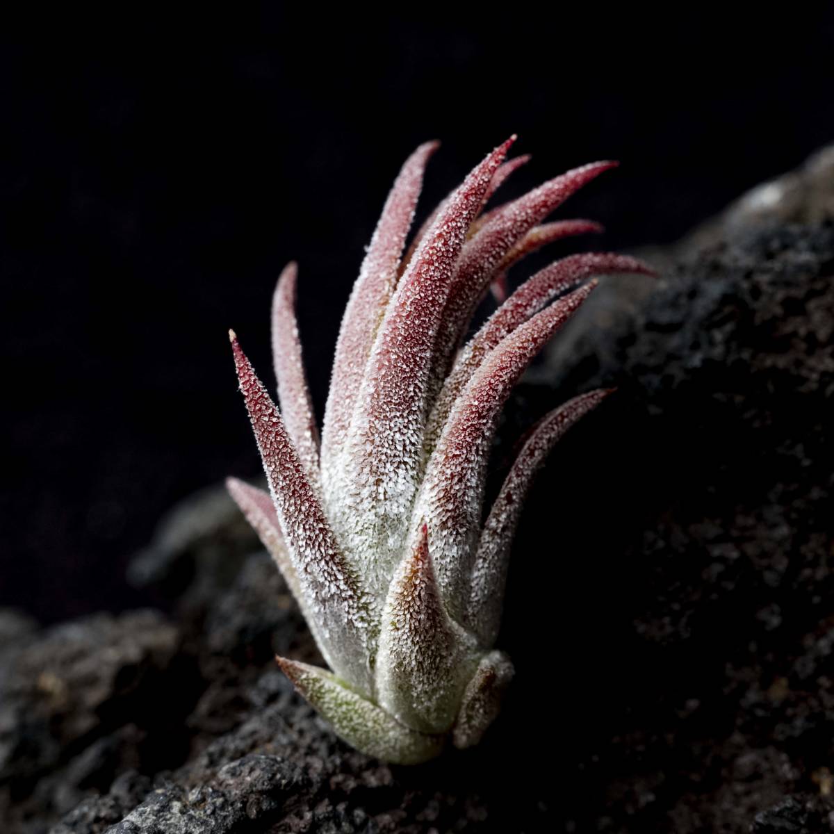 Tillandsia ionantha var. maxima (from Hawaii)　ティランジア　イオナンタ　マキシマ