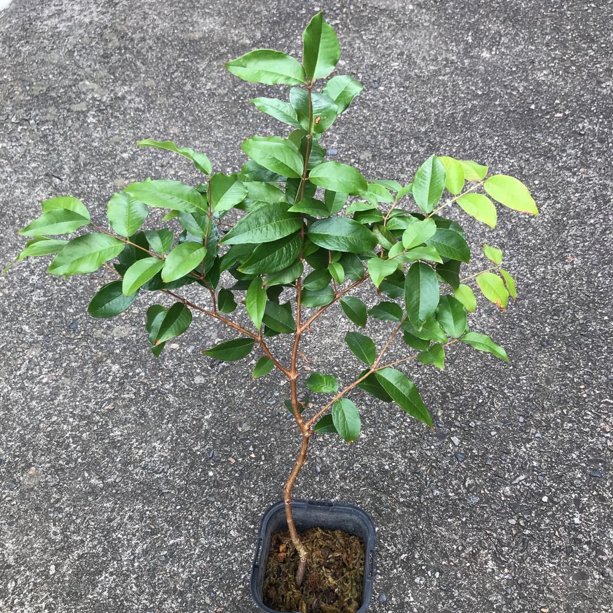 ジャボチカバ ⑦ 四季なり 甘い品種 高さ50センチ 送料無料