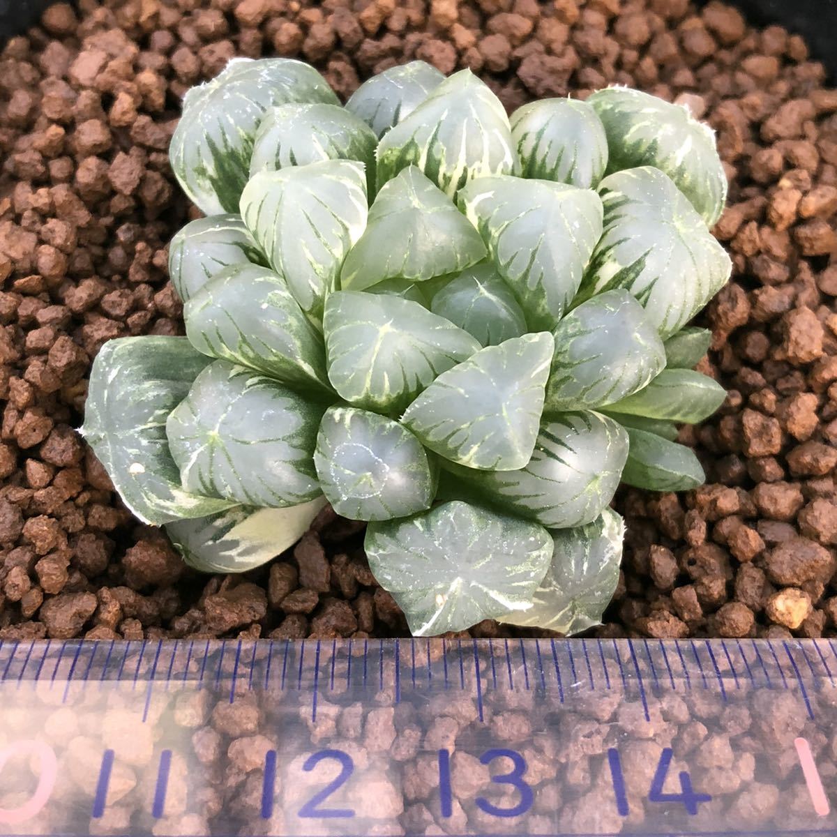 ハオルチア オブツーサ錦 多肉植物 OB-1糊斑 公式通販 ブラック 