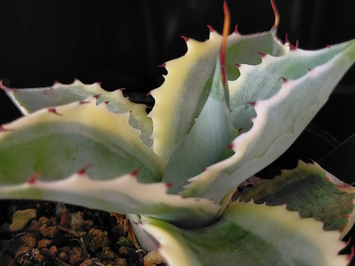 ♪♪アガベ 怒雷神錦 多肉植物♪♪ アガベ ベルシャフェルティ ♪♪アガベ 怒雷神錦 多肉植物♪♪ アガベ ベルシャフェルティ