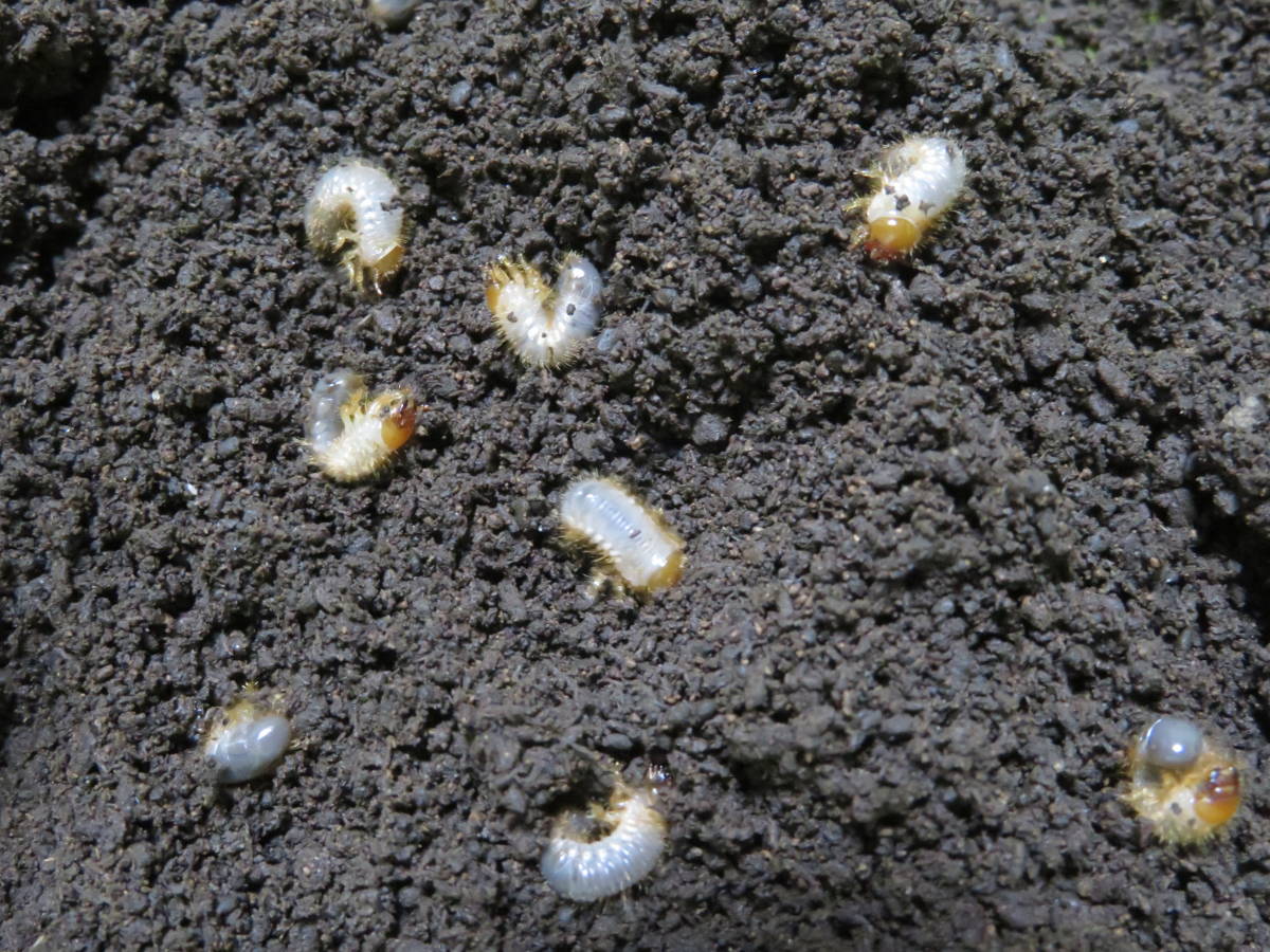 超激得，定番人気 ボクティヒメゾウカブト幼虫 ５頭(外国産)｜売買されたオークション情報、yahooの商品情報をアーカイブ公開 - オークファン 外国産