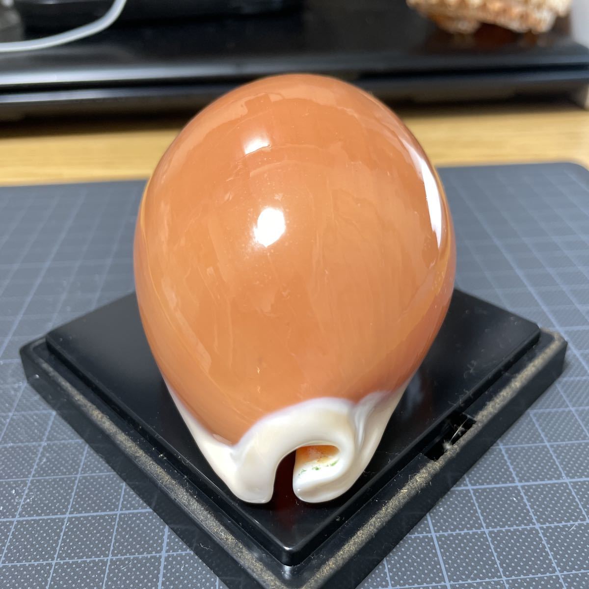 貝殻 貝がら コレクション 標本 ナンヨウダカラ？ タカラガイ no.18 