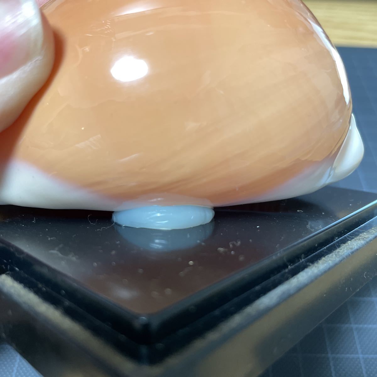 貝殻 貝がら コレクション 標本 ナンヨウダカラ？ タカラガイ no.18