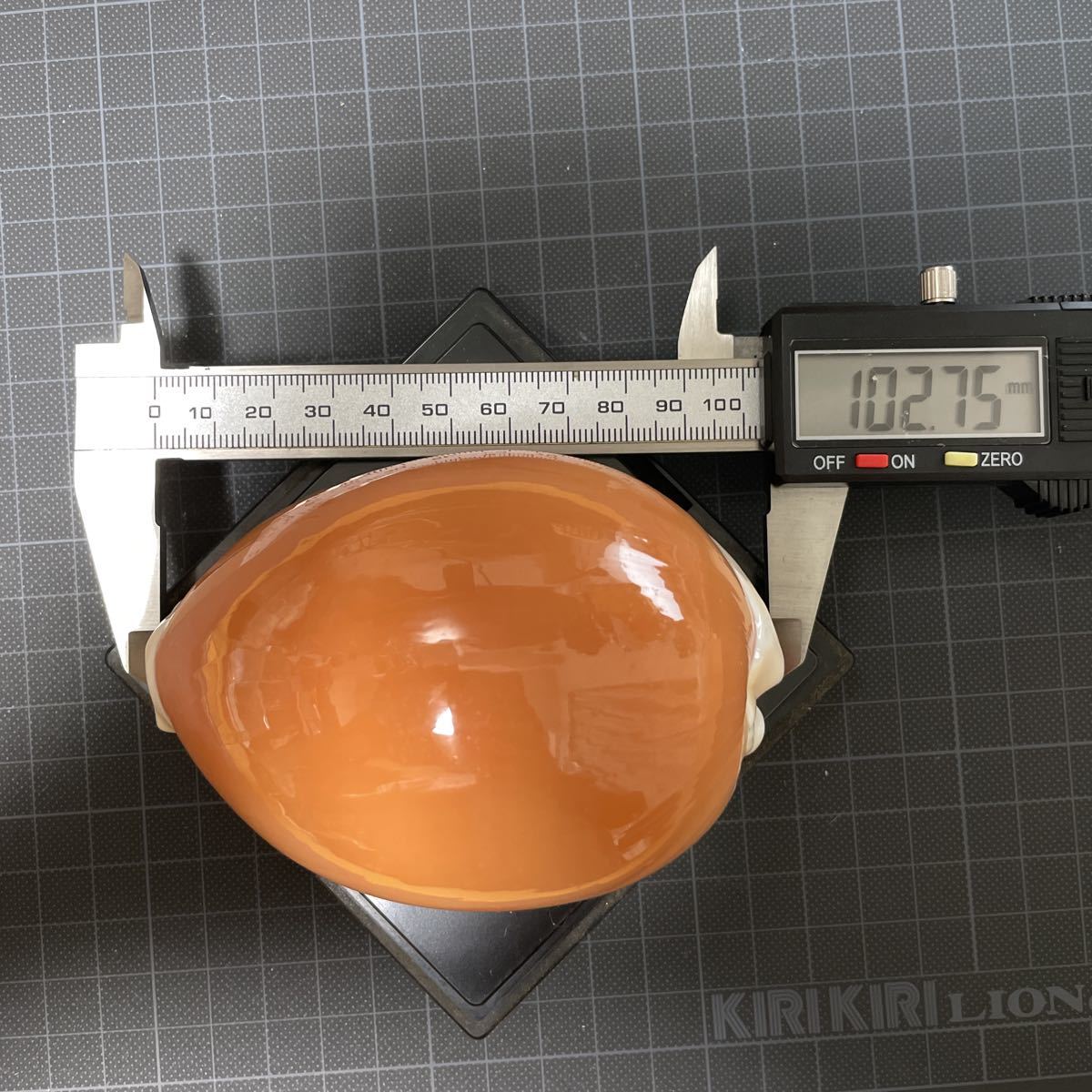 貝殻 貝がら コレクション 標本 ナンヨウダカラ？ タカラガイ no.18 