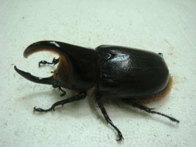  サタンオオカブト ♂８７ ♀６２mmペア(外国産)｜売買されたオークション情報、yahooの商品情報をアーカイブ公開 - オークファン 外国産