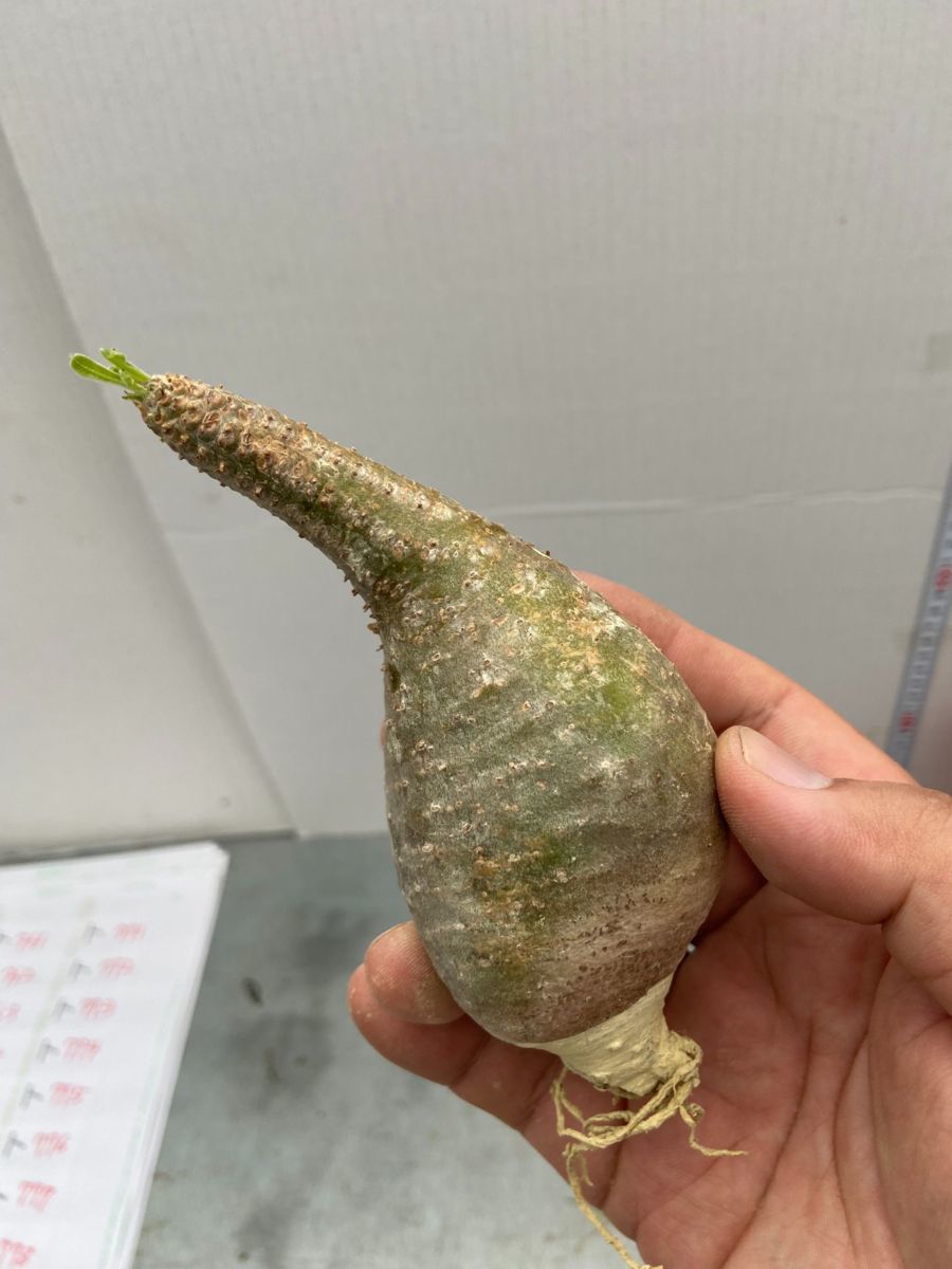 グラキリス 現地球 美株 細葉 発根済 パキポディウム ト753 【塊根植物