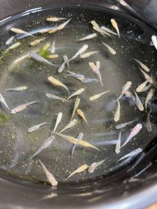 オロチ メダカの平均価格は1,568円｜ヤフオク!等のオロチ メダカの 