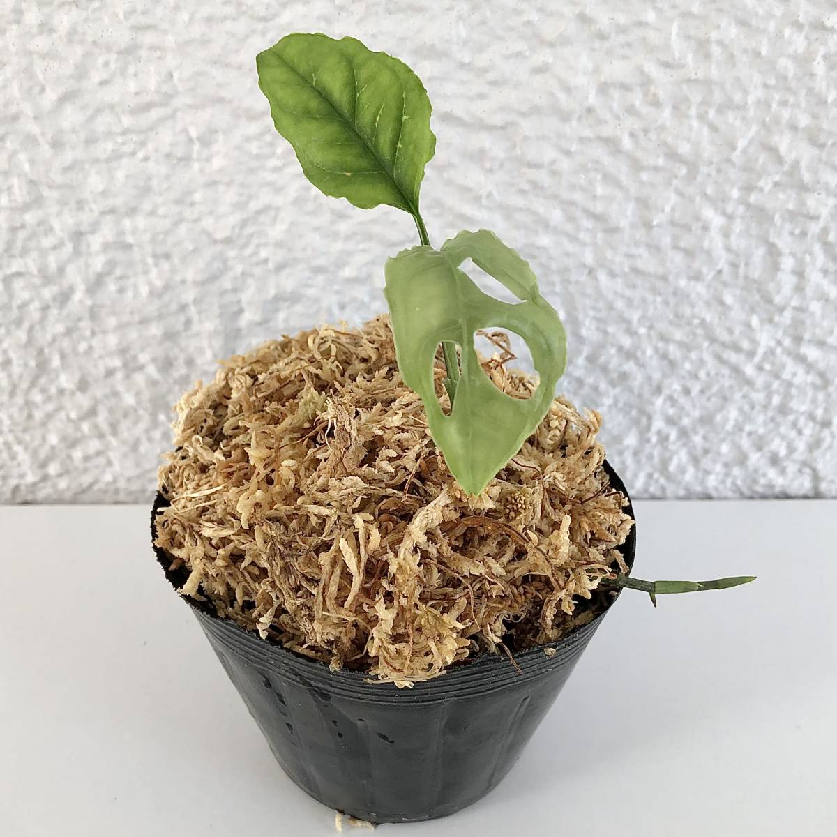 モンステラ　オブリクア　ペルー　(葉2枚、ランナーあり)