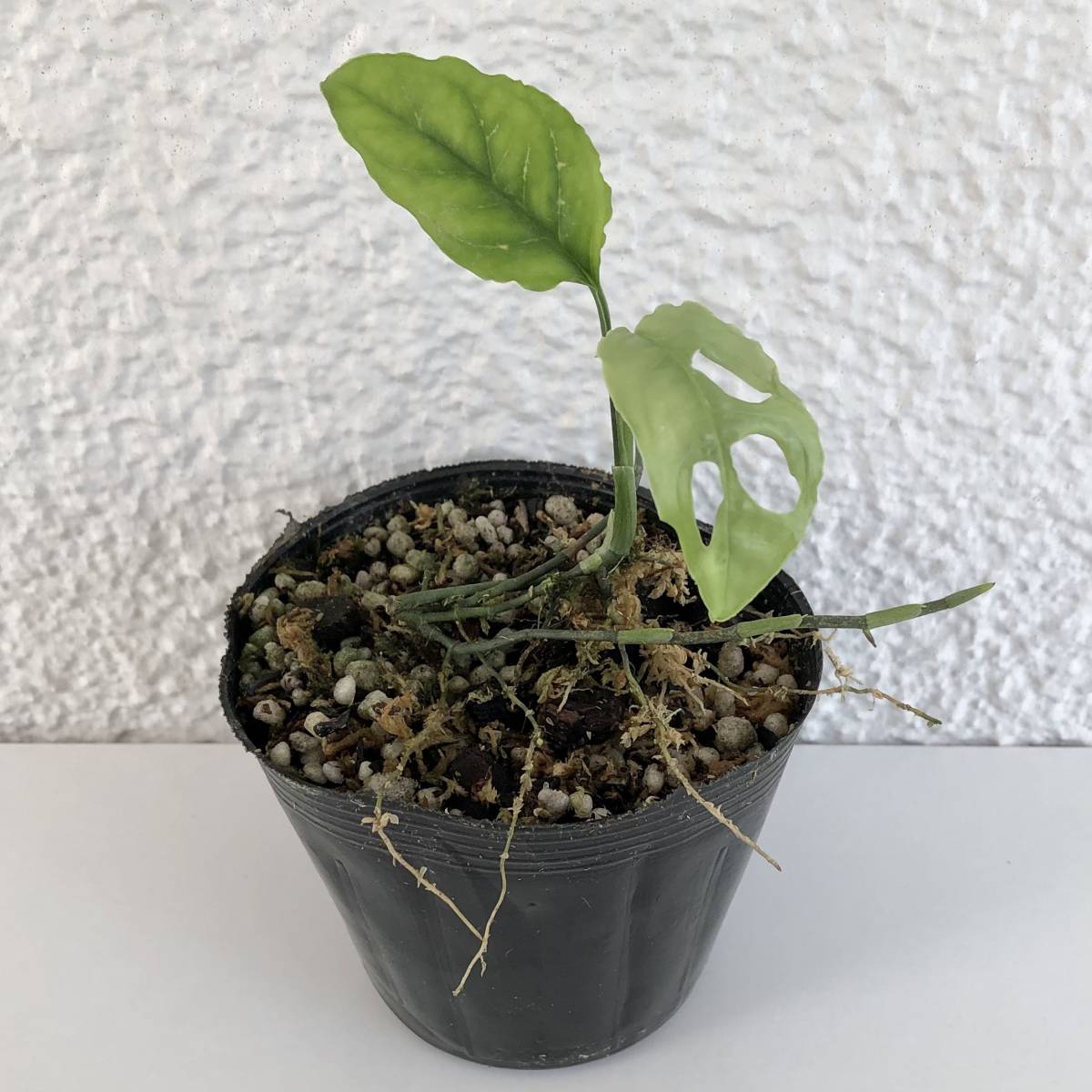 モンステラ　オブリクア　ペルー　(葉2枚、ランナーあり)