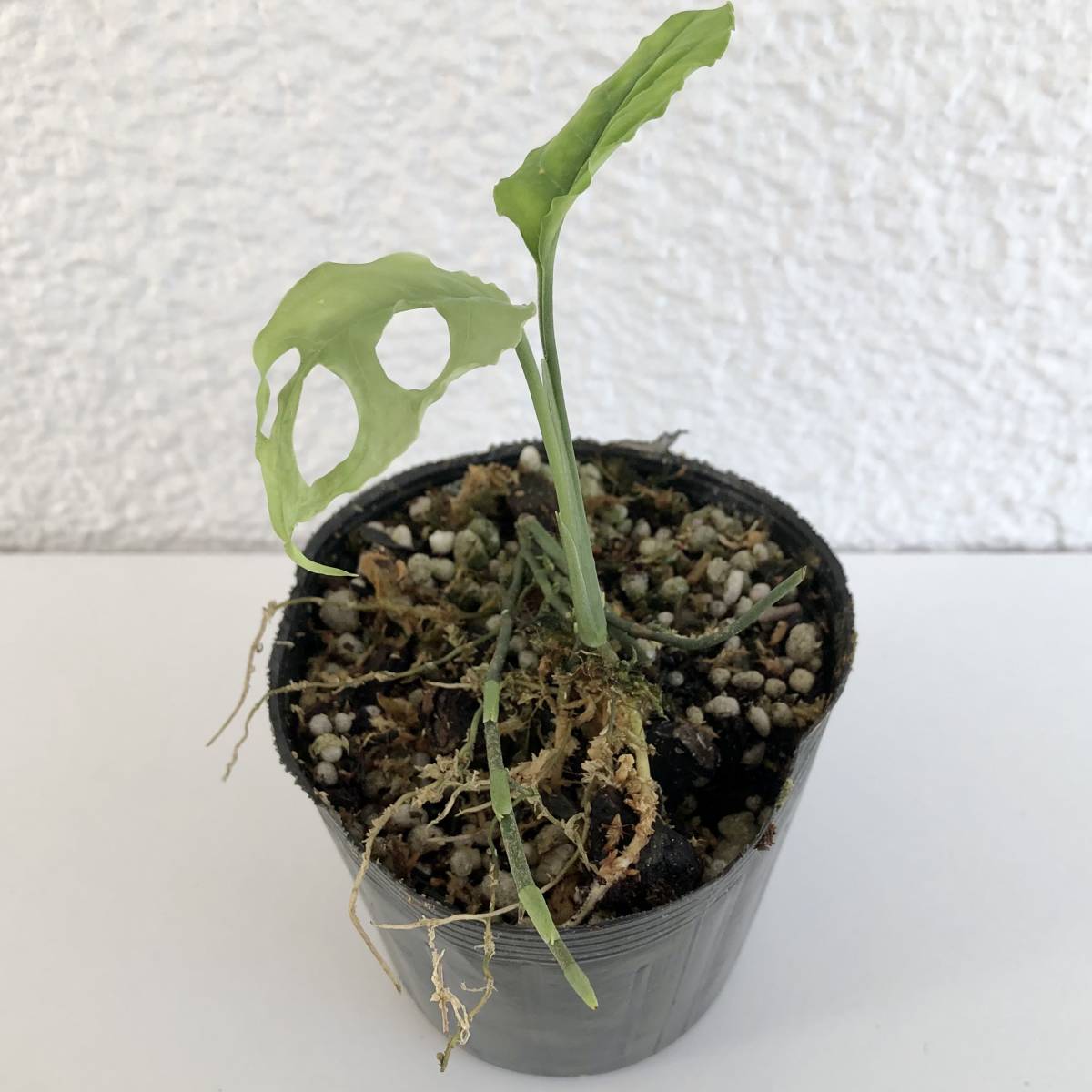 モンステラ　オブリクア　ペルー　(葉2枚、ランナーあり)
