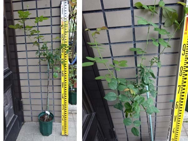 バラ苗 ER アンブリッジローズ スタンダード 廃盤品種 着蕾あり
