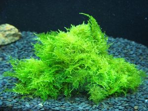 ウィローモスのヤフオク の相場 価格を見る ヤフオク のウィローモスのオークション売買情報は457件が掲載されています