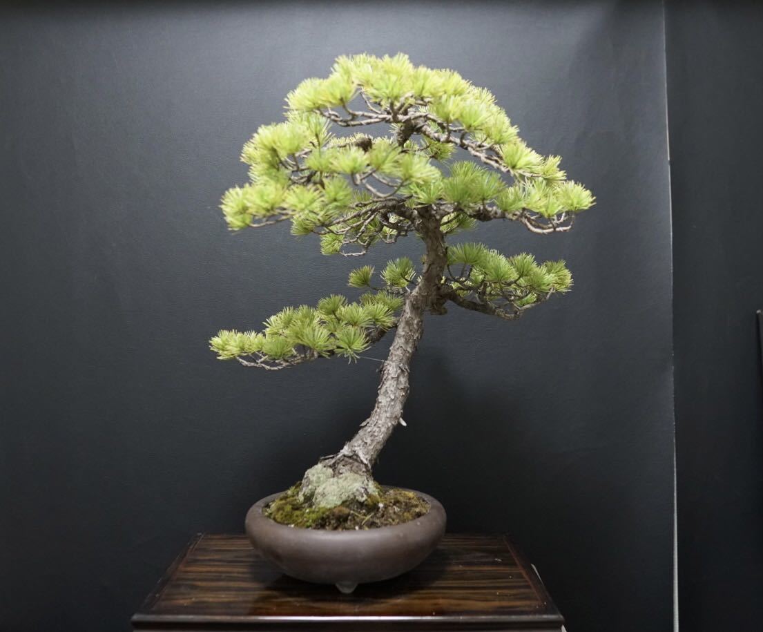 盆栽 古木 双幹 五葉松 素材 観葉植物黒松赤松糸魚川真柏五葉松