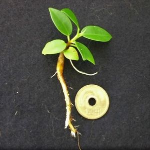 ガジュマルのヤフオク の相場 価格を見る ヤフオク のガジュマルのオークション売買情報は113件が掲載されています