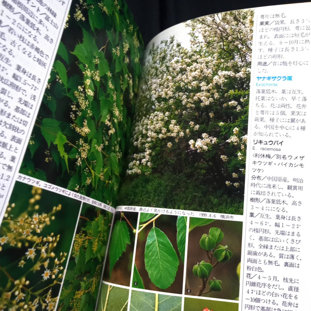 本体きれい 写真検索 山渓ハンディ図鑑3 樹に咲く花 離弁花 野草 植物 売買されたオークション情報 Yahooの商品情報をアーカイブ公開 オークファン Aucfan Com 本体きれい 写真検索 山渓ハンディ図鑑3 樹に咲く花 離弁花 野草 植物 売買されたオークション情報 Yahooの商品情報をアーカイブ公開 オークファン Aucfan Com