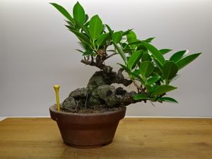 ガジュマルのヤフオク の相場 価格を見る ヤフオク のガジュマルのオークション売買情報は113件が掲載されています