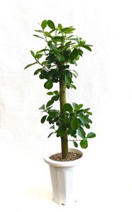 ガジュマルのヤフオク の相場 価格を見る ヤフオク のガジュマルのオークション売買情報は113件が掲載されています