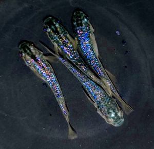 青メダカのヤフオク の相場 価格を見る ヤフオク の青メダカのオークション売買情報は10件が掲載されています