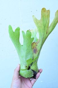 ホルタミーのヤフオク の相場 価格を見る ヤフオク のホルタミーのオークション売買情報は28件が掲載されています