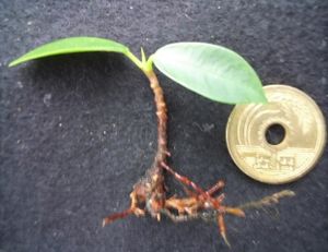 ガジュマルのヤフオク の相場 価格を見る ヤフオク のガジュマルのオークション売買情報は113件が掲載されています