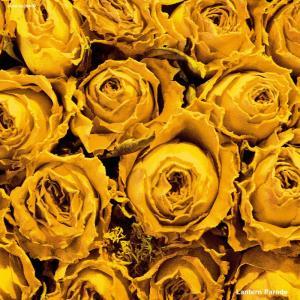 Lantern Parade ランタンパレード &frasl; | 限定アナログ盤 LP - (ROSE レコード 1ST ROSE レアLantern ALBUM) LANTERN やさしさ