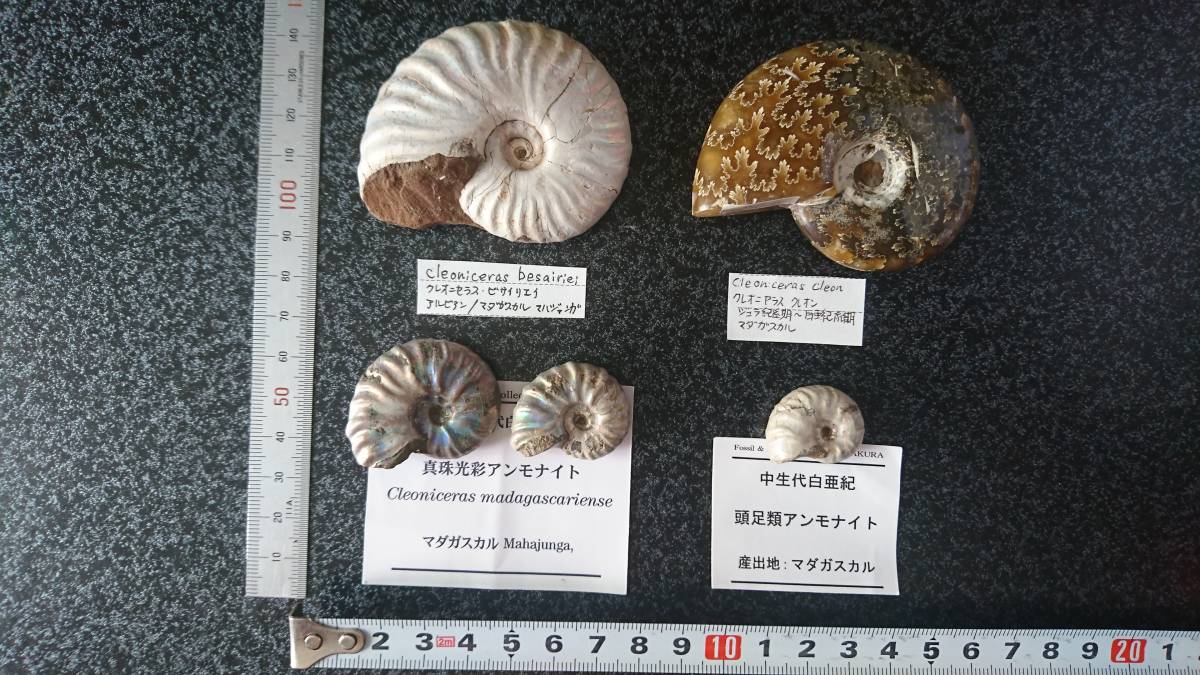 マダガスカル産】クレオニセラス ビサイリエイ”Cleoniceras besairiei 