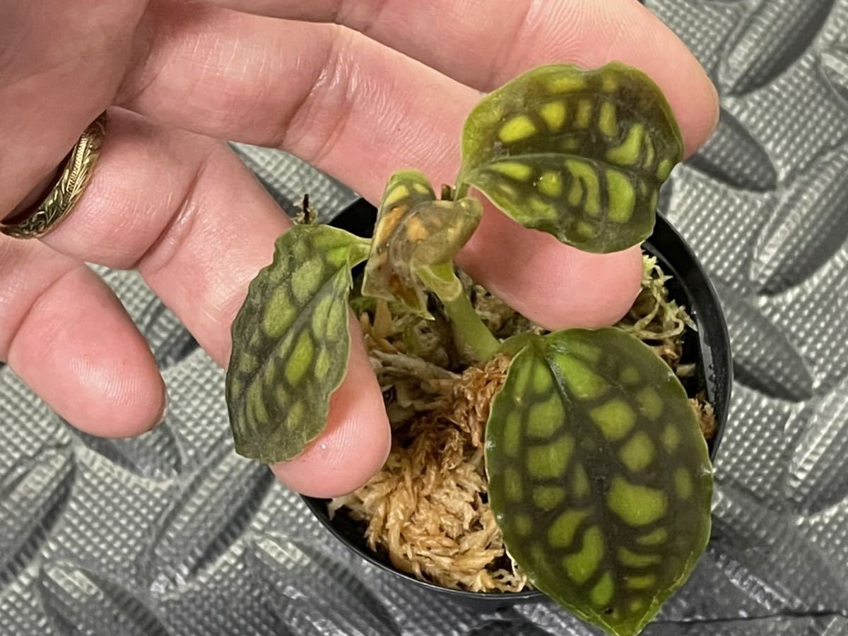 シストーチス バリエガータ Cystorchis Variegated ジュエルオーキッド