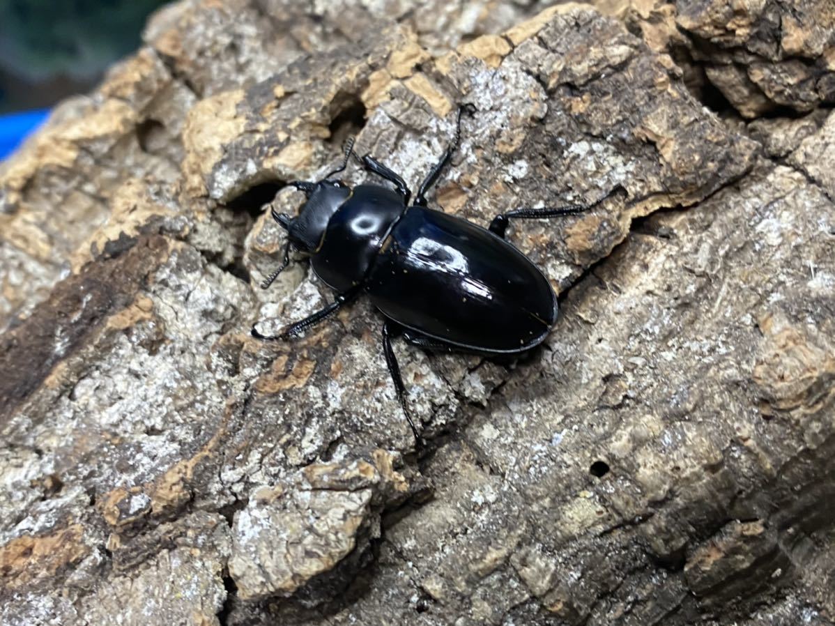 ムニスゼッチフタマタ ムニスゼッチフタマタクワガタ メス単 外国産 売買されたオークション情報 Yahooの商品情報をアーカイブ公開 オークファン Aucfan Com