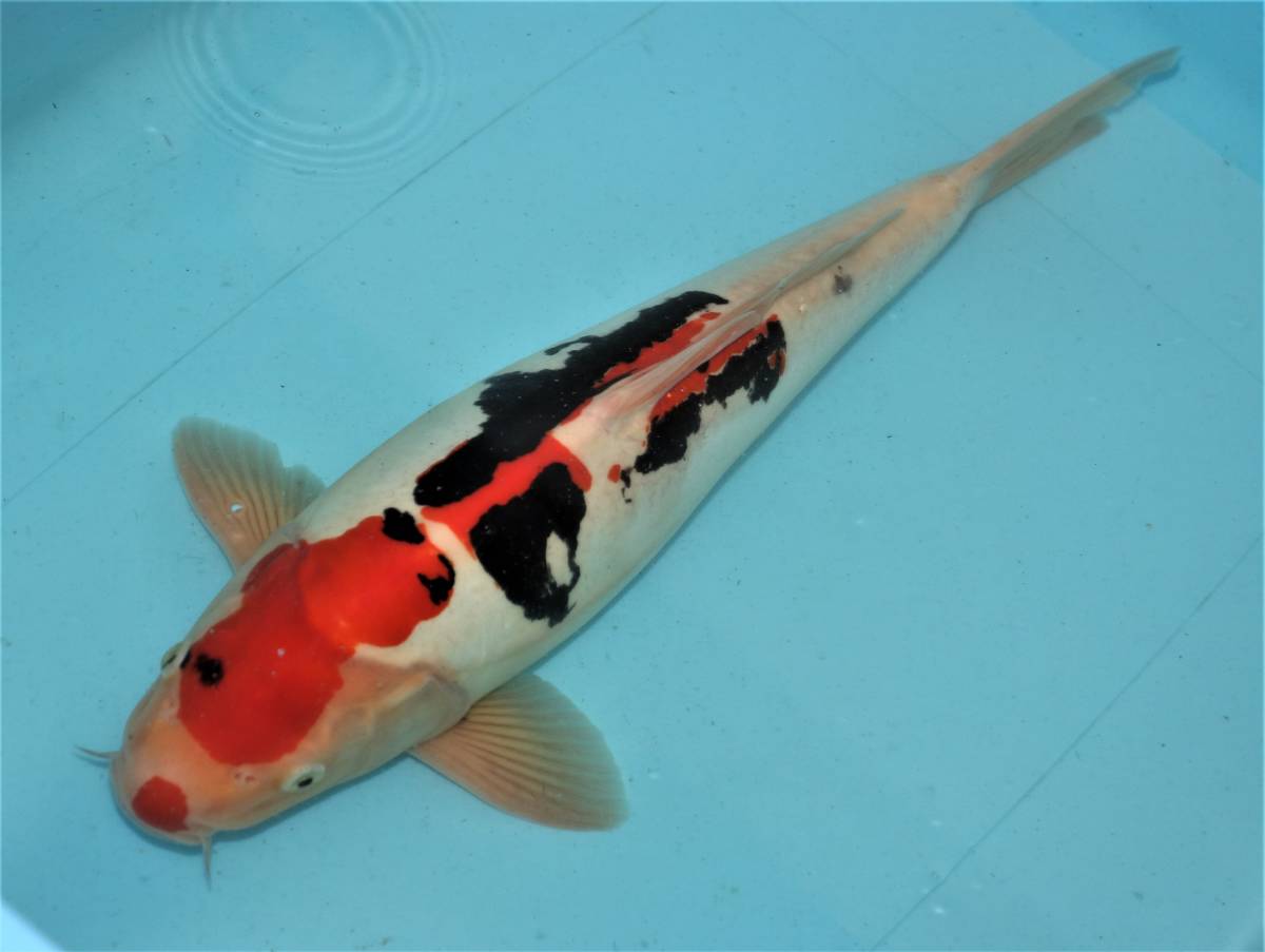 ☆妙高錦鯉 格安3歳魚市 30-10 紅九紋竜 45センチ 優良個体☆ Yahoo