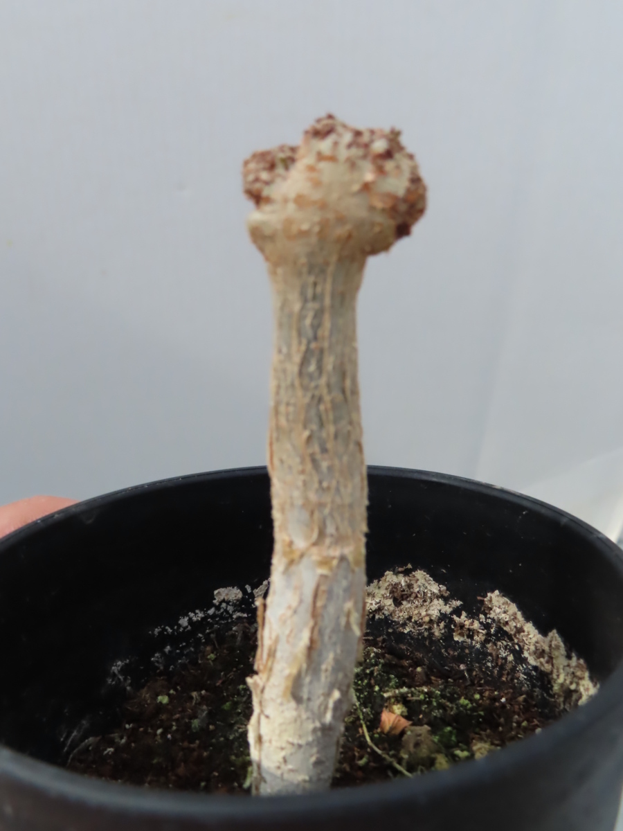 人気定番，限定セール ミ280 塊根植物 デロニクス プミラ 綴化 違うかも 種から発芽 実生 葉落ち中 Delonix pumila(観葉植物)｜売買されたオークション情報、yahooの商品情報をアーカイブ公開 - オークファン その他