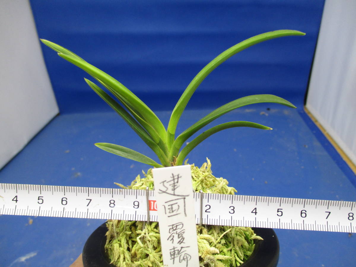 至宝の逸品】富貴蘭 慶賀覆輪（株立ち） 至宝の逸品】富貴蘭 本物の