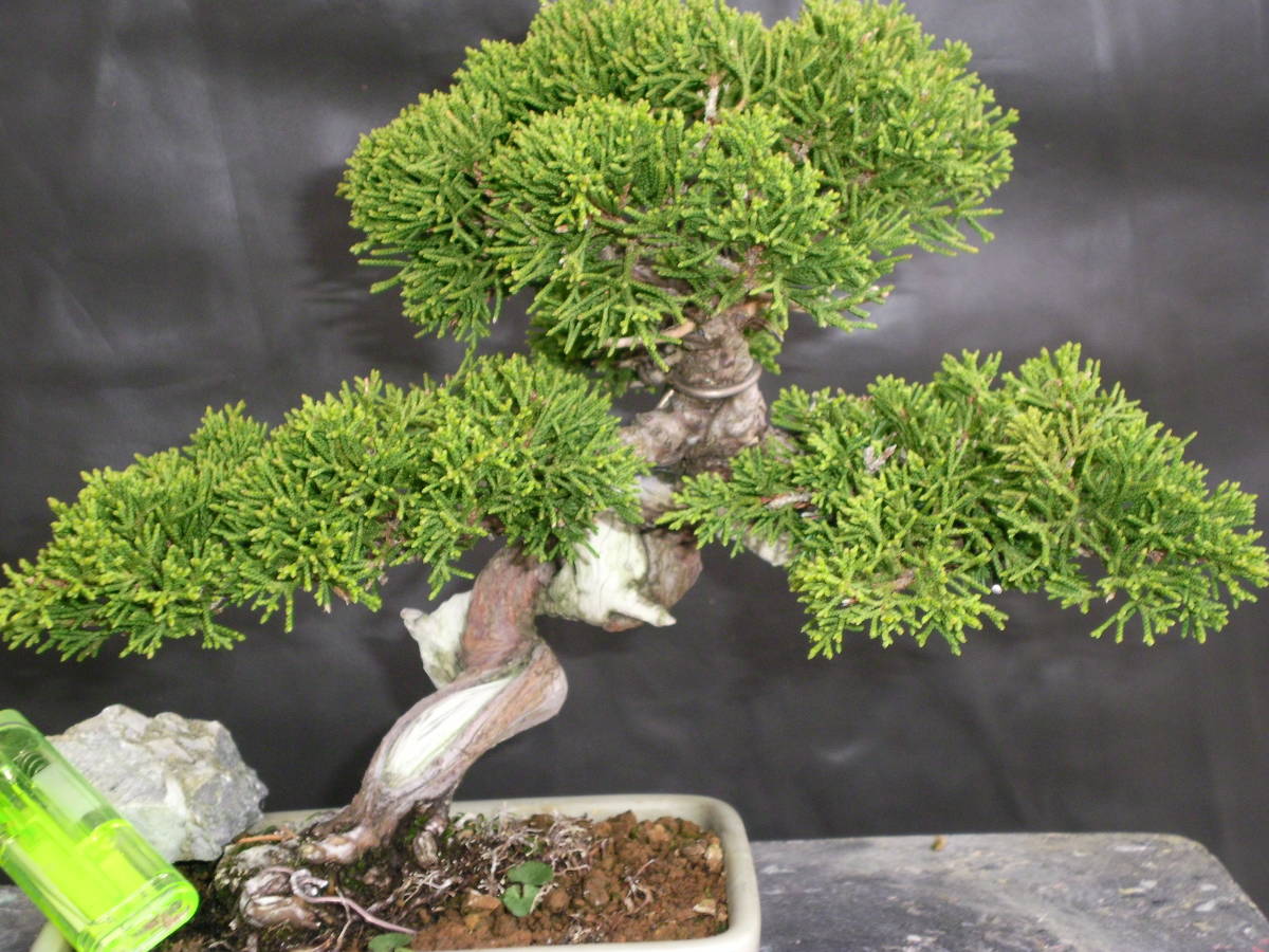 小品盆栽 真柏 盆栽 – ミニ盆栽 糸魚川真柏 | (糸魚川)ミニ盆栽 小品盆栽 真柏 盆栽 – ミニ盆栽 糸魚川真柏 | (糸魚川)ミニ盆栽