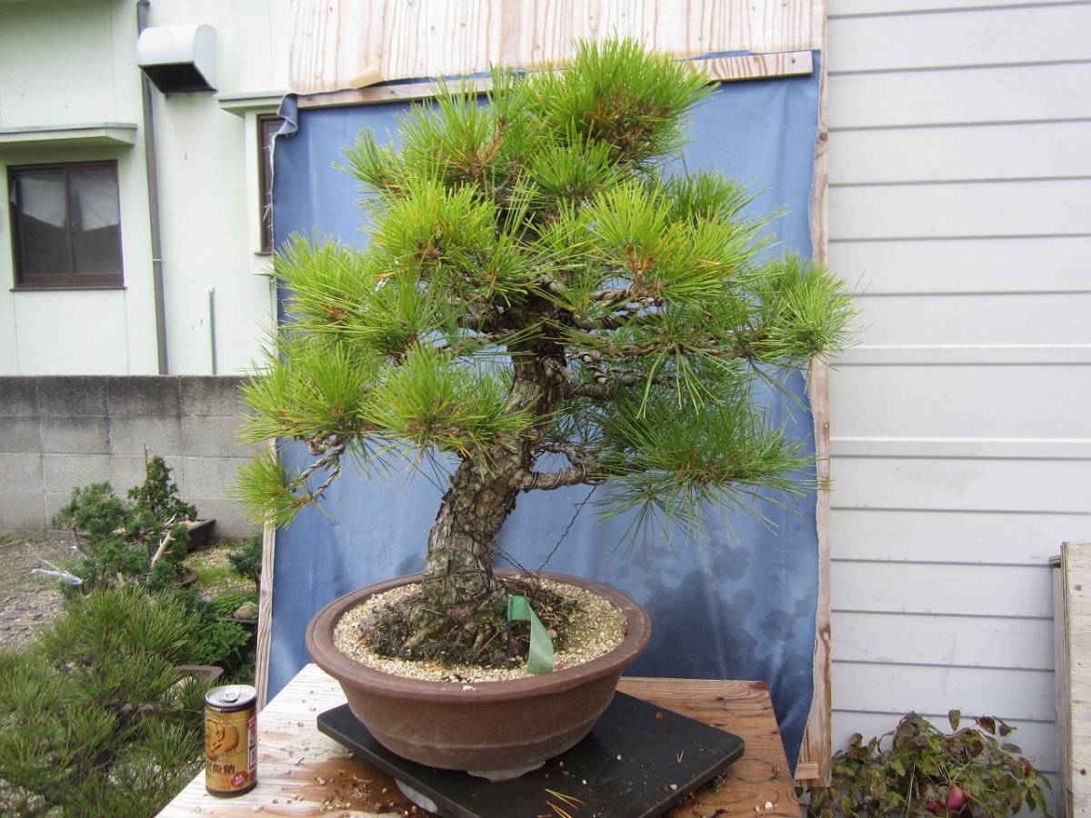 五葉松 【四国産】 盆栽 四国 五葉松 実生 正木 展示会級 太幹 極太 大品