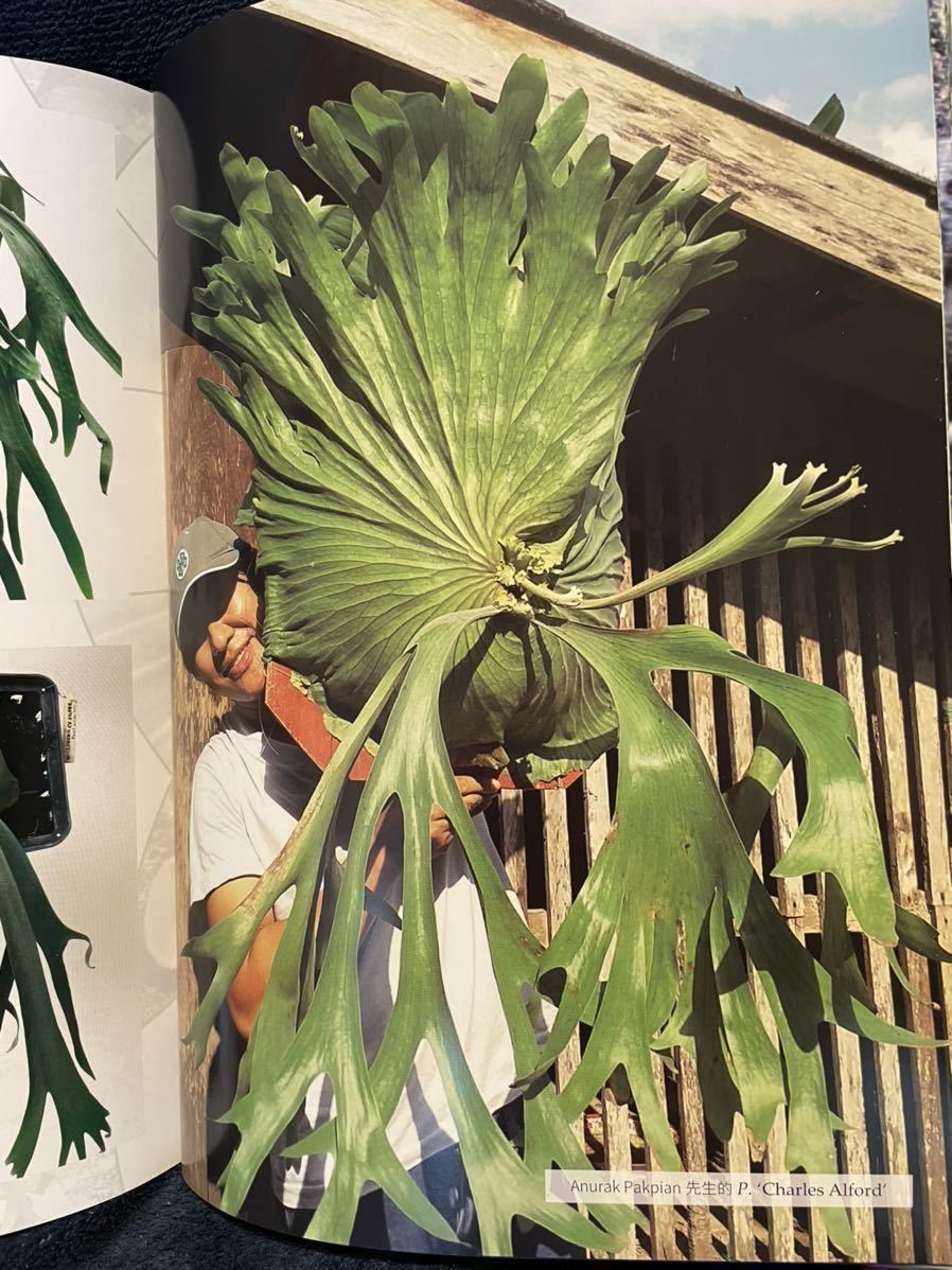 2025年3月 台湾 ビカクシダ育成・品種ガイド本 「鹿角蕨日記簿」新品未