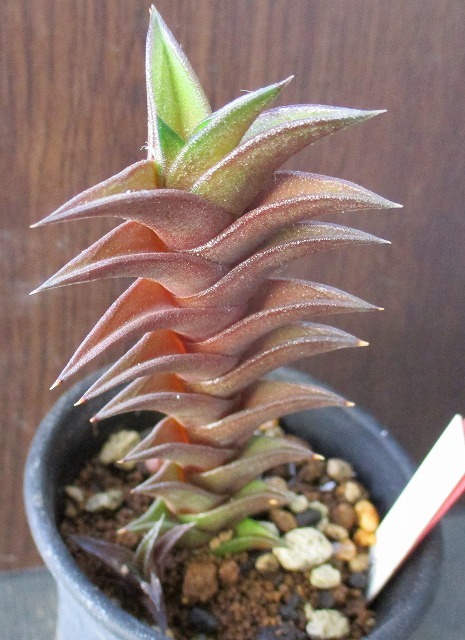 ☆多肉植物☆ ③ ハオルチア属 ドドソンニグラ(サボテン)|売買された ☆多肉植物☆ ③ ハオルチア属 ドドソンニグラ(サボテン)|売買された