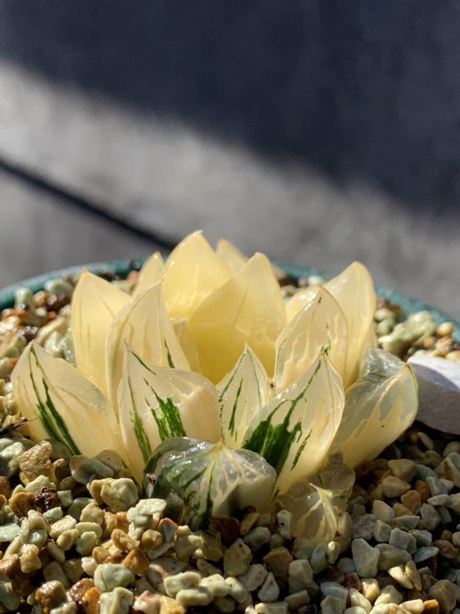 在庫限りセール 多肉植物ハオルチア オブツーサ錦 花水晶 極上糊斑 公式限定新作 送料無料