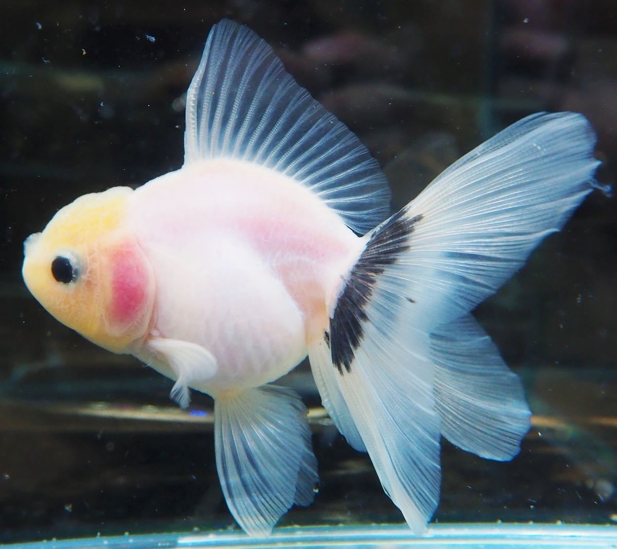 【タイ産・独占輸入】　Mサイズ　彩雲ローズテール No4　 211120 201 nyannyanアウトレット商品